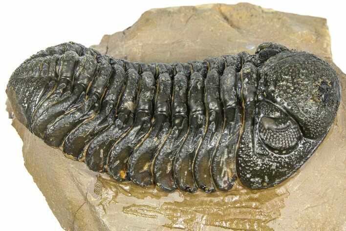 Detailed Phacopid (Morocops) Trilobite - Foum Zguid, Morocco #363137